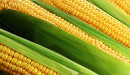 Friuli-land-of-borders