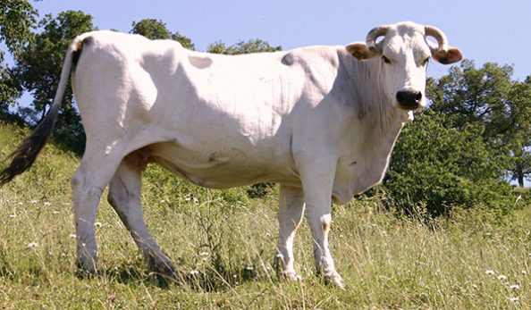 Tuscany-A-local-variety-of-dishes